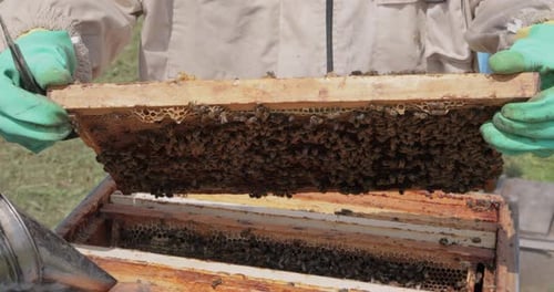 Beekeeper Checking Bees in Hive with Smoker
