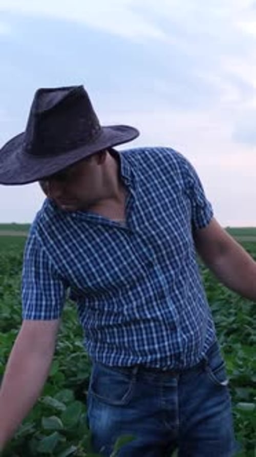An Agronomist Inspects Soybean Crops Growing on a Farm The Concept of Agricultural Production