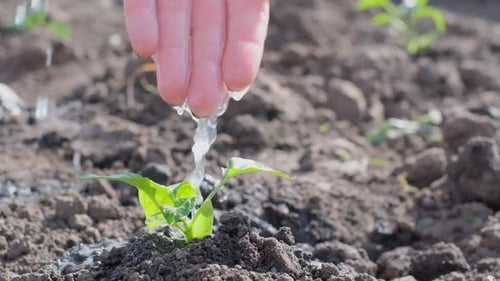 Watering Green Seedlings Against the Background of Morning Sunlight Ecology Concept