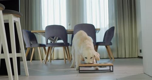 Golden Retriever Dog Eating Food in Home