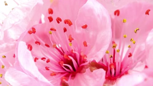 Pink Flower Blossoms Blooming in Macro Close-up