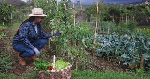 Senior African Woman Picking Fresh Organic Cherry Tomatoes From the Plant Africa