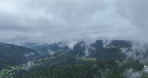 Pine Forest Fog Clouds Descending Aerial Top View Drone Video