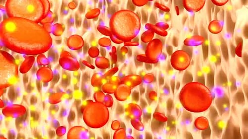 A close-up of red blood cells flowing through a capillary
