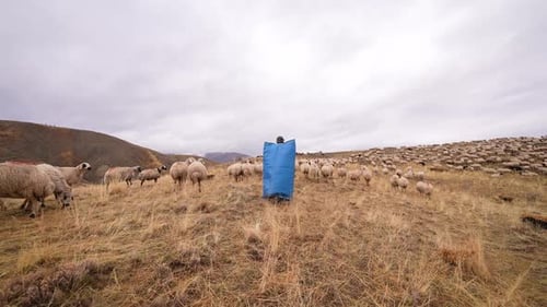 Flock of Sheep Grazing on a Hillside