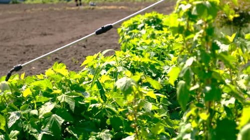 Spray Plants Against Diseases and Pests Selective Focus