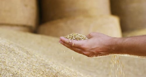 Grain Pouring From Hand Into Pile