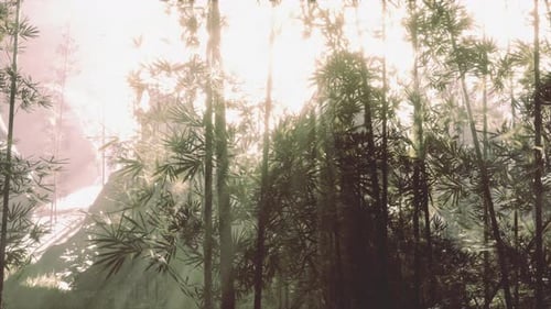 Sunlight Filtering Through a Bamboo Forest