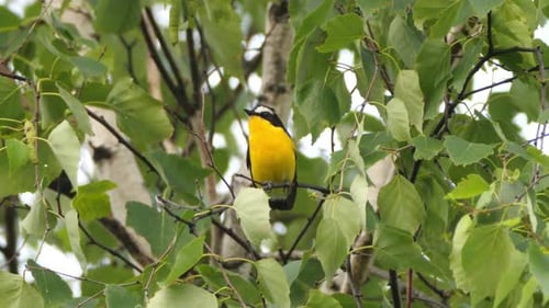 Cinematic View of Flycatcher Bird, Wildlife in Deep Forest