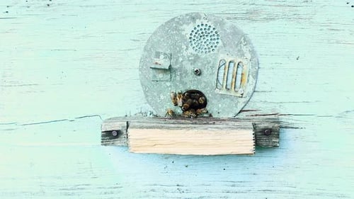 Bees fly out and fly into the round entrance of a wooden vintage beehive in an apiary close up view