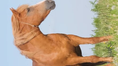 Summer Pasture Summer Landscape with Horses Grazing on a Green Meadow Vertical Video