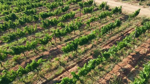 Vineyard Rows at Sunny Day Wine Making Agriculture Farm