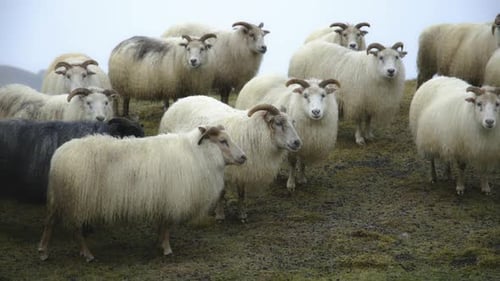 8k Beautiful Nature Sheep in Iceland Herd of Domestic Animals at Winter Snowy Weather Field Between