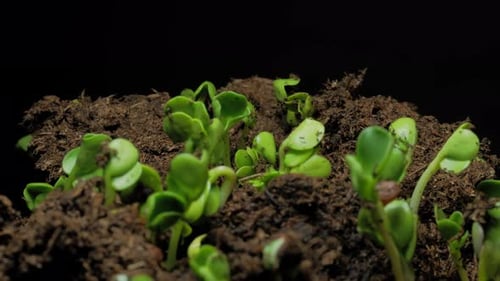 Seedlings Germinating in Time Lapse