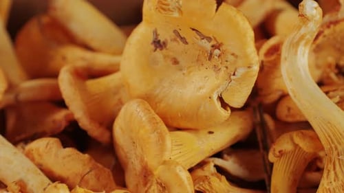 Raw Wild Chanterelles Mushrooms in Rustic Wooden Box Close Up Food with Forest Green Plants Organic