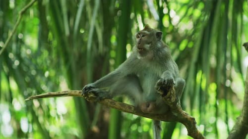 Monkey relaxing on a tree branch