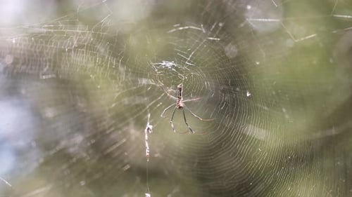 Spider patiently waits for its prey from its web