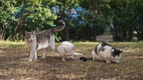 Cats Eating Outside in the Grass
