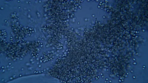 Dynamic Microscopic View of Dividing Cells Biology Background