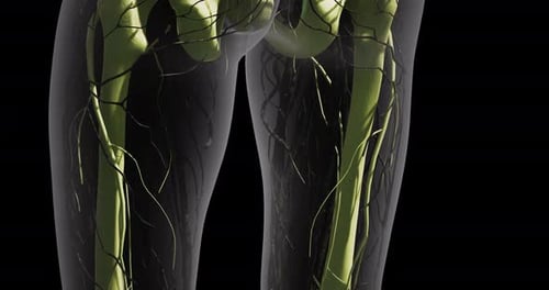 Thigh Blood Vessels an Anatomical and Structural Overview