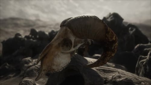 European Mouflon Ram Skull in Natural Conditions in Rocky Mountains