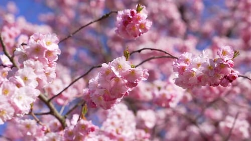 Pink cherry blossom branches framed by vivid blue spring sky