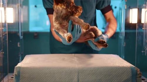 A Small Brown Dog Being Put Into a Glass Oxygen Chamber in a Veterinary Clinic