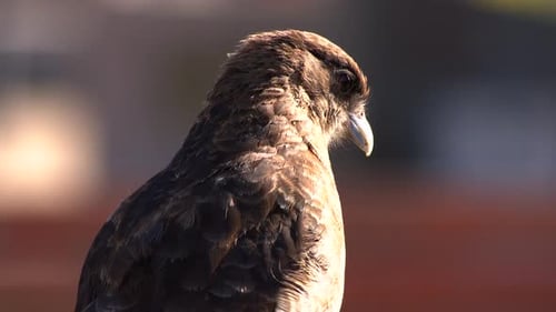 Nahaufnahme von Adleraugen und Schnabel Uhd