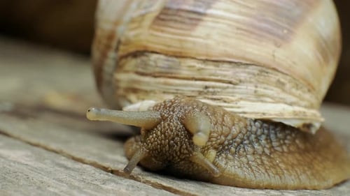Ultra macro shot of a snail, 4K .snail crawling on a wooden board. macro close up. 1