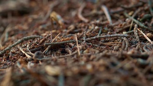 Wilde Insekten, die auf braunem Waldboden kriechen. Nahaufnahme von Makroaufnahmen von kleinen Ameisen auf der Suche nach...
