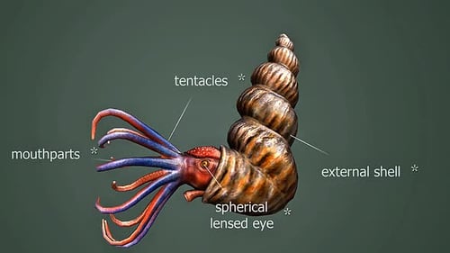 Animated 3D Ammonite Anatomy with Scientific Labels