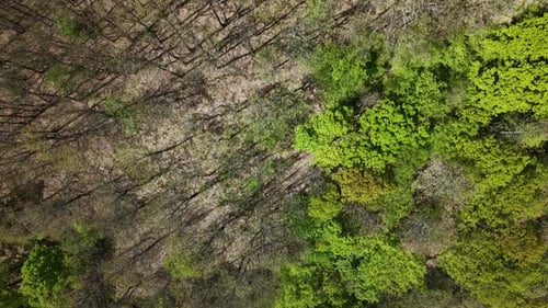 Una vista aérea captura la vibrante transición de un bosque a principios de la primavera y muestra nuevos