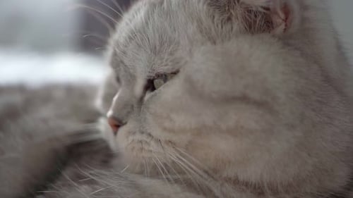eine reinrassige Katze mit einem schlauen Look sitzt auf einer weißen Decke im Zimmer auf dem Bett