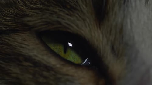 Close Up of a Tabby Cat's Eye