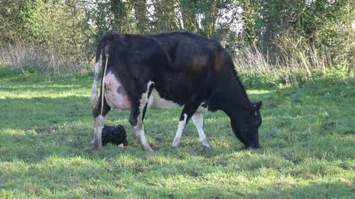 Cow Grazing with Calf in Grassy Field