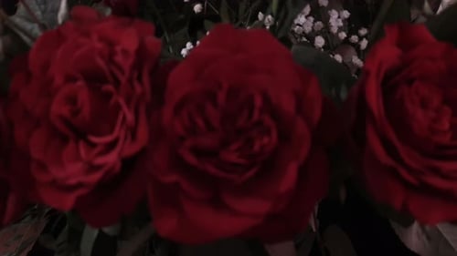 Close Up of Bouquet of Dark Red Roses