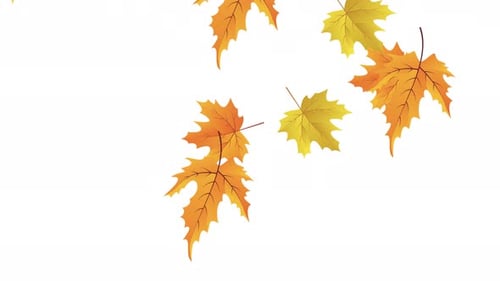 Autumn leaves falling motion animation of diagonally, colorful maple leaves silhouette falling