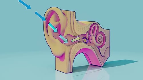 Animated 3D Ear Model Illustrating Sound Pathway with Arrows