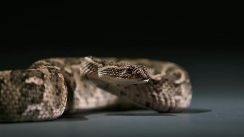 cottonmouth flicks tongue dangerous beauty slomo - studio