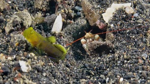 Shrimpgoby (Cryptocentrus cinctus) con camarones alfeidos 1 de 2, 60 fps