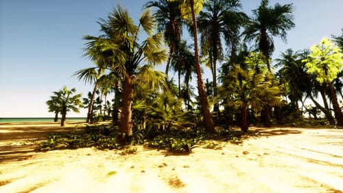 A Sandy Beach with Palm Trees and the Ocean in the Background