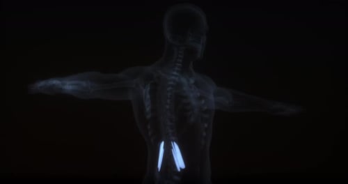 Quadratus Lumborum Muscle