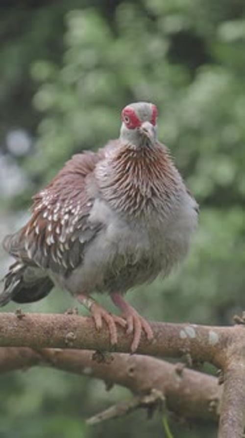 Beautiful Bird Sitting on a Branch in Nature