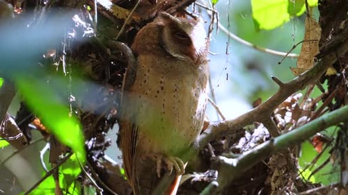 Magnificent Owl Perched on a Tree Branch Sleeping