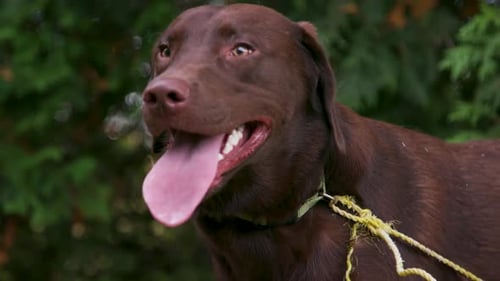 Brown Dog Close-Up Portrait with Green Background