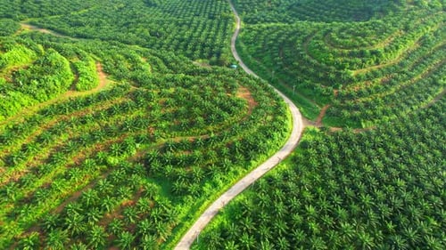 Drone is flying over young oil palm trees in plantation on the hill