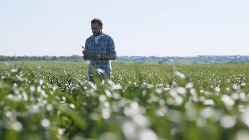 Concentrated Man Agronomist Scientist Holding a Tablet Examining Wheat Ears on the Large Green Rural