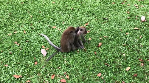 zwei langschwänzige Fellpfleger auf dem Gras. Spaß mit Affen