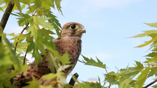 Common Kestrel in the Wild The Falcon is Sitting on a Tree Branch