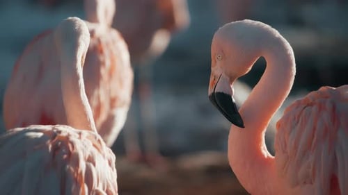 Gros plan d'un troupeau de flamants roses au coucher du soleil